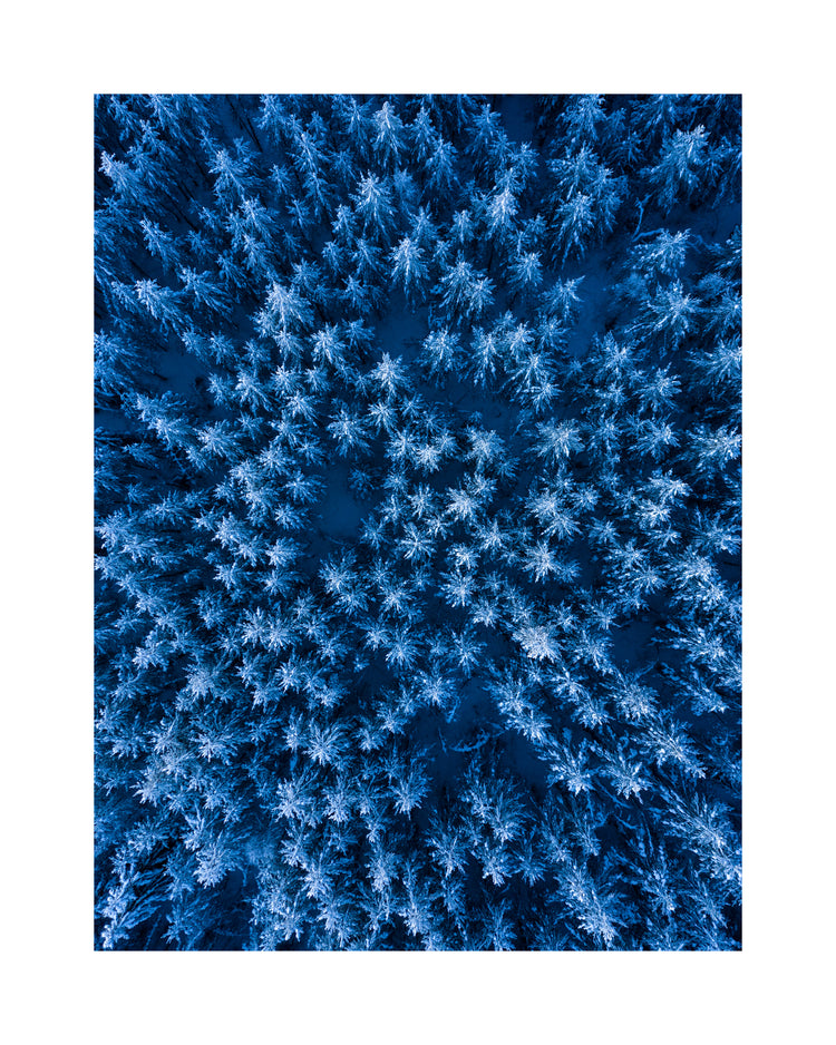 Pine trees captured from above looking like a billion stars.