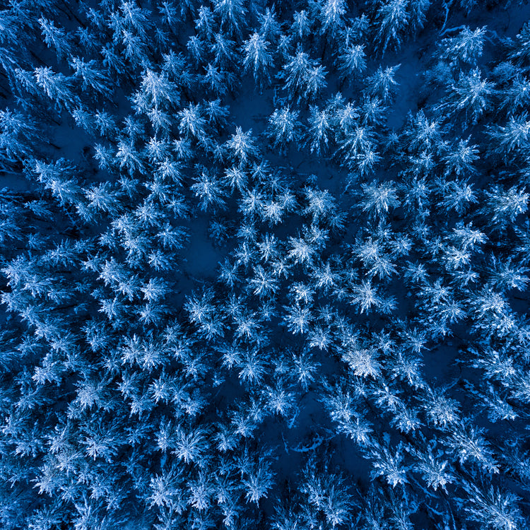 Pine trees captured from above looking like a billion stars.