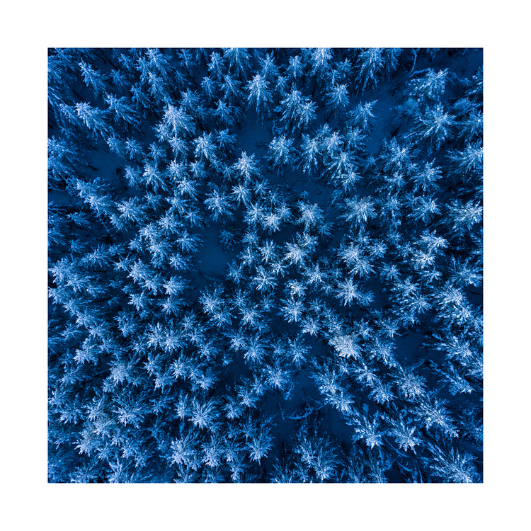 Pine trees captured from above looking like a billion stars.