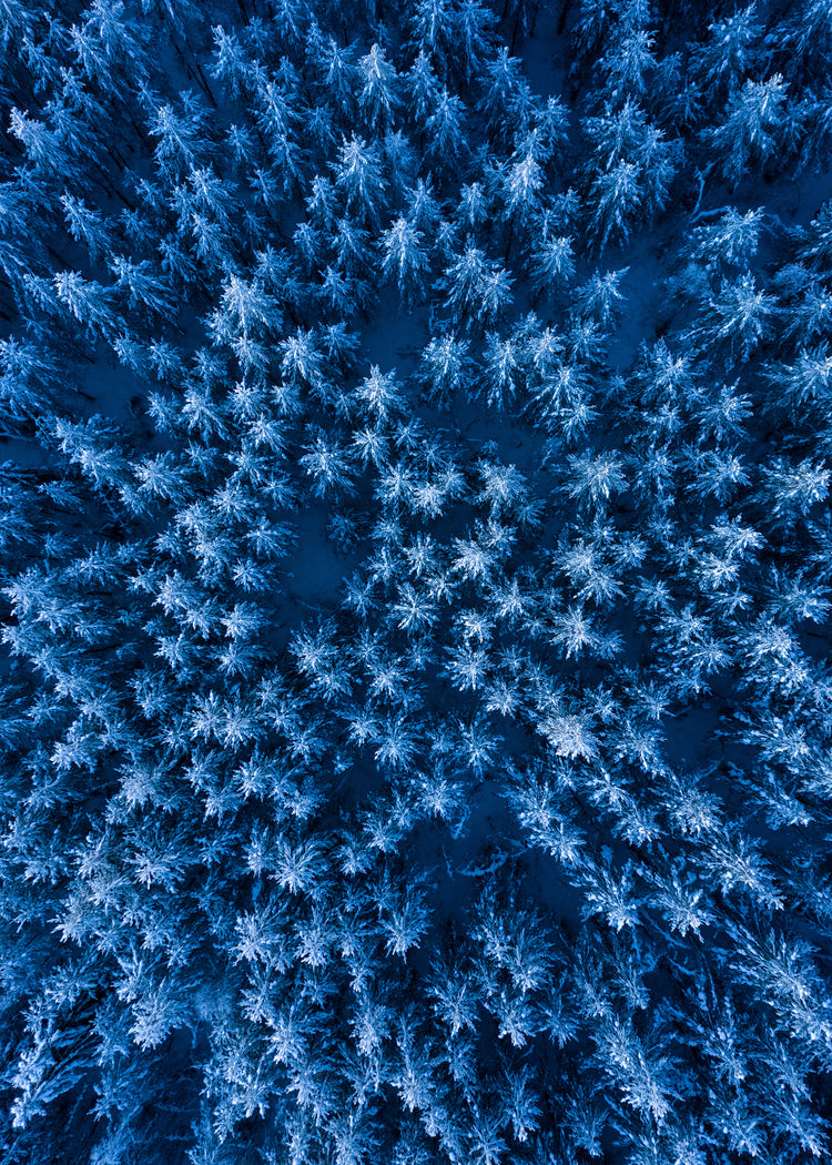 Pine trees captured from above looking like a billion stars.