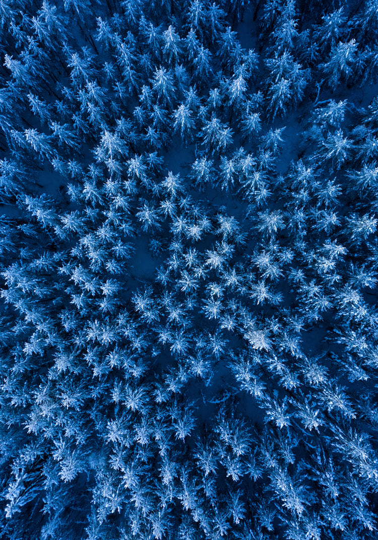 Pine trees captured from above looking like a billion stars.