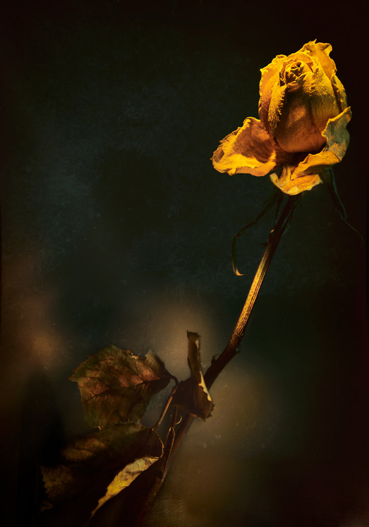 A withered yellow rose captured in full detail against a blurry background.