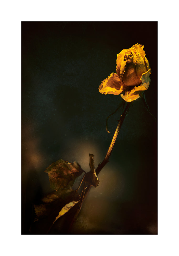 A withered yellow rose captured in full detail against a blurry background.