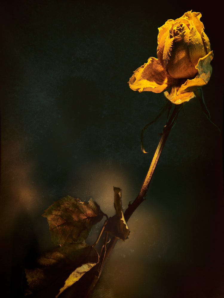 A withered yellow rose captured in full detail against a blurry background.