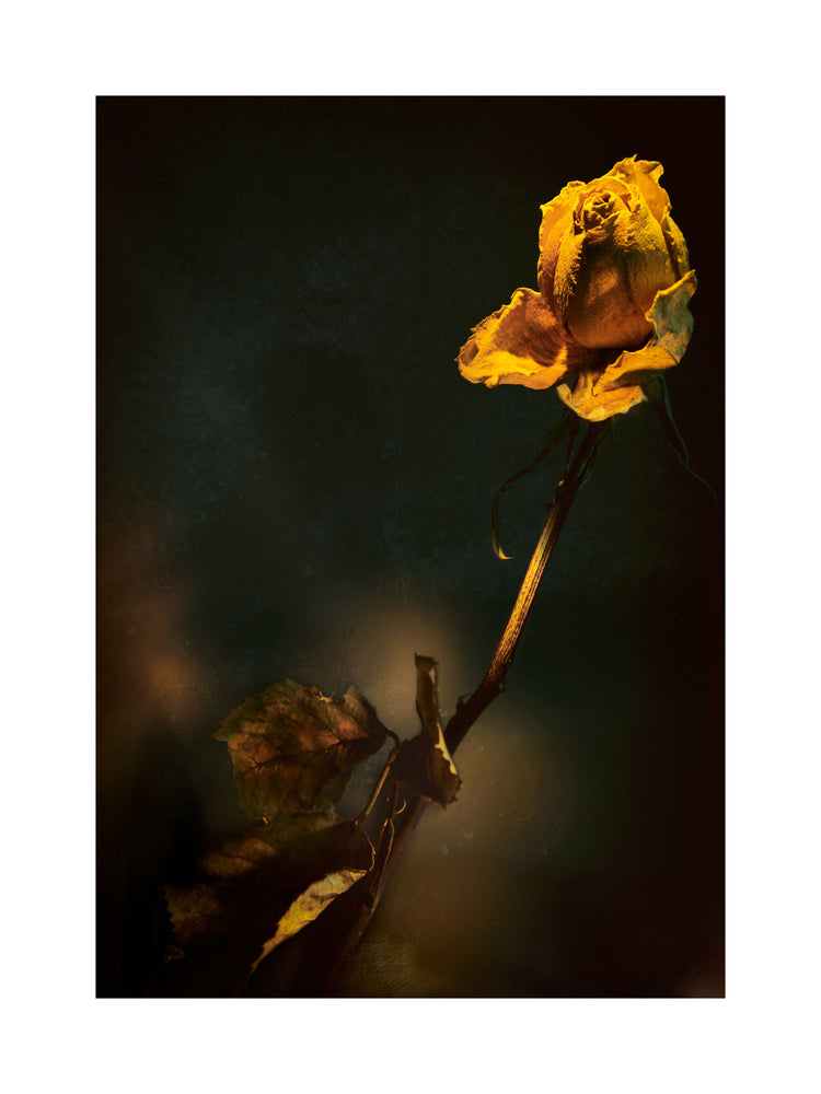 A withered yellow rose captured in full detail against a blurry background.