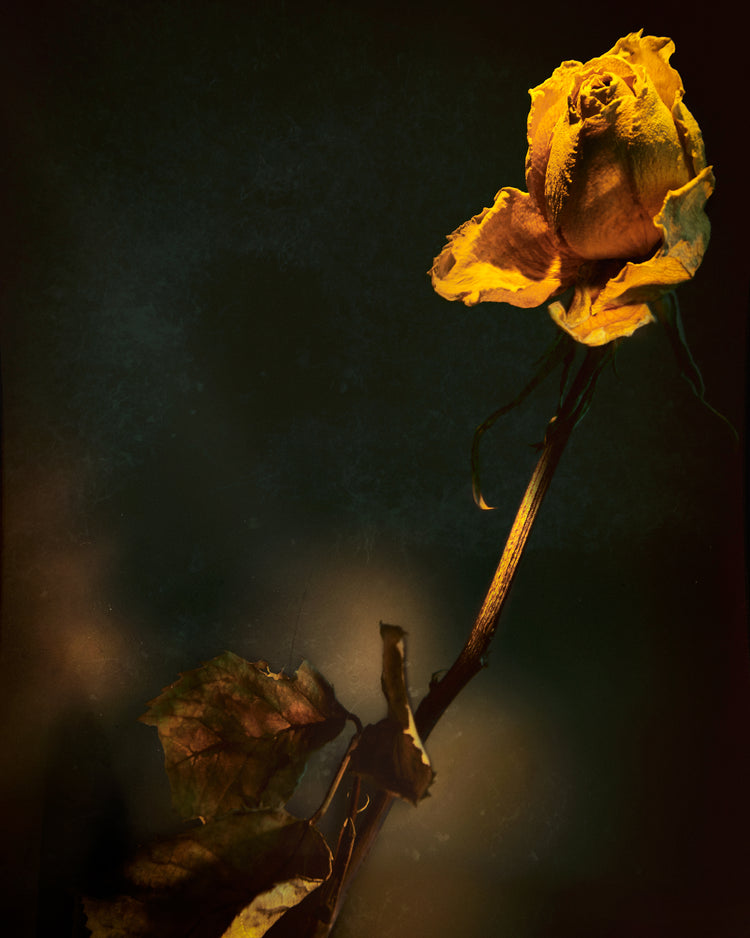 A withered yellow rose captured in full detail against a blurry background.