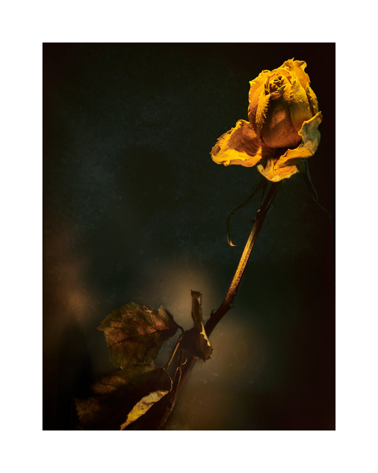 A withered yellow rose captured in full detail against a blurry background.