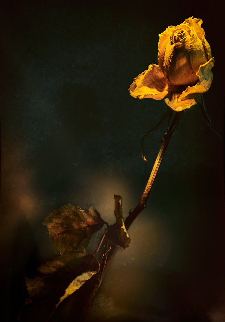 A withered yellow rose captured in full detail against a blurry background.