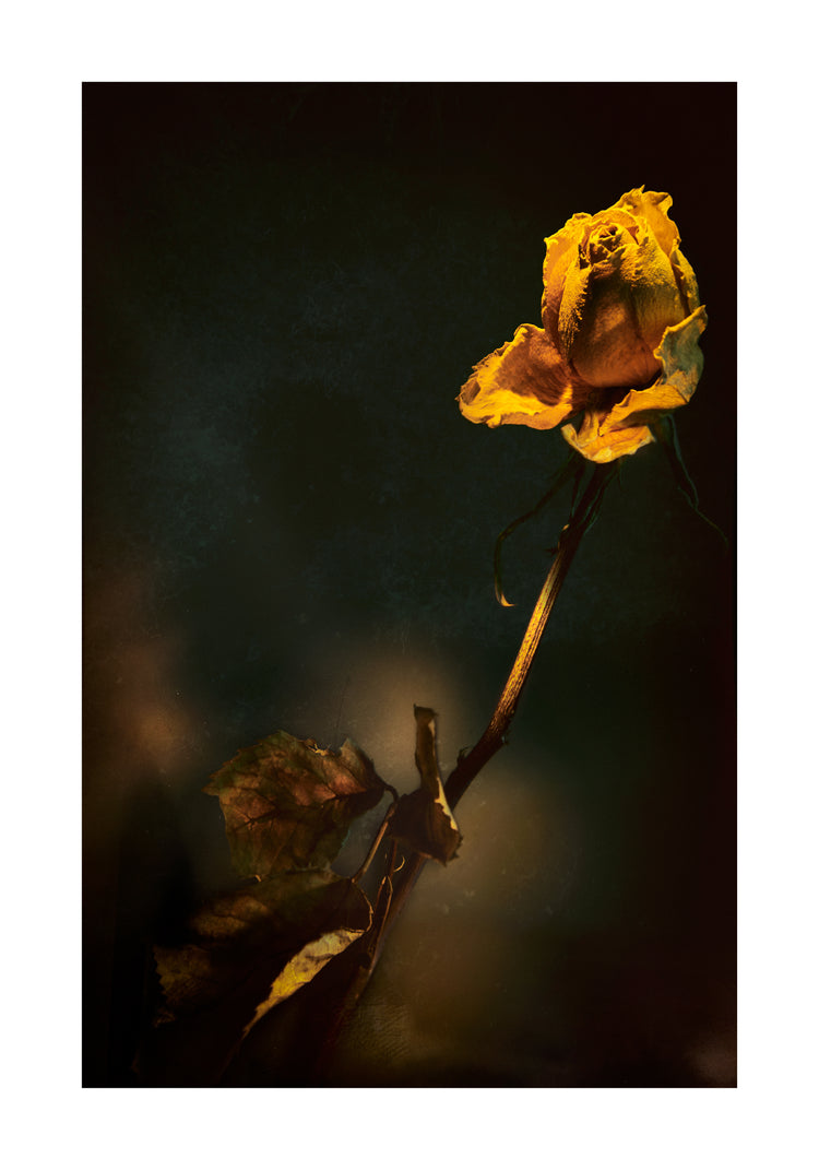 A withered yellow rose captured in full detail against a blurry background.