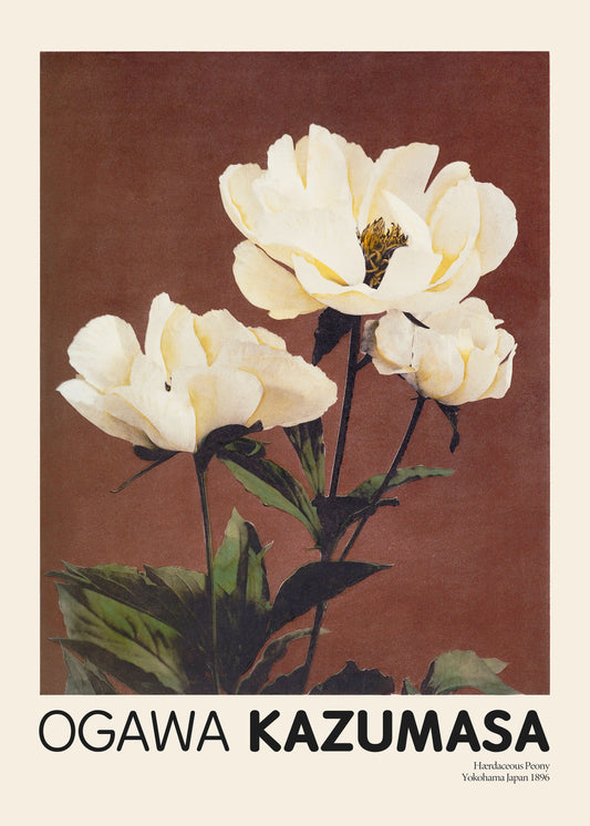 A brown background highlights white and pale yellow peonies with green leaves. Ogawa Kazumasa is inscribed below, capturing the essence of Japanese elegance, along with Herbaceous Peony Yokohama Japan 1896.