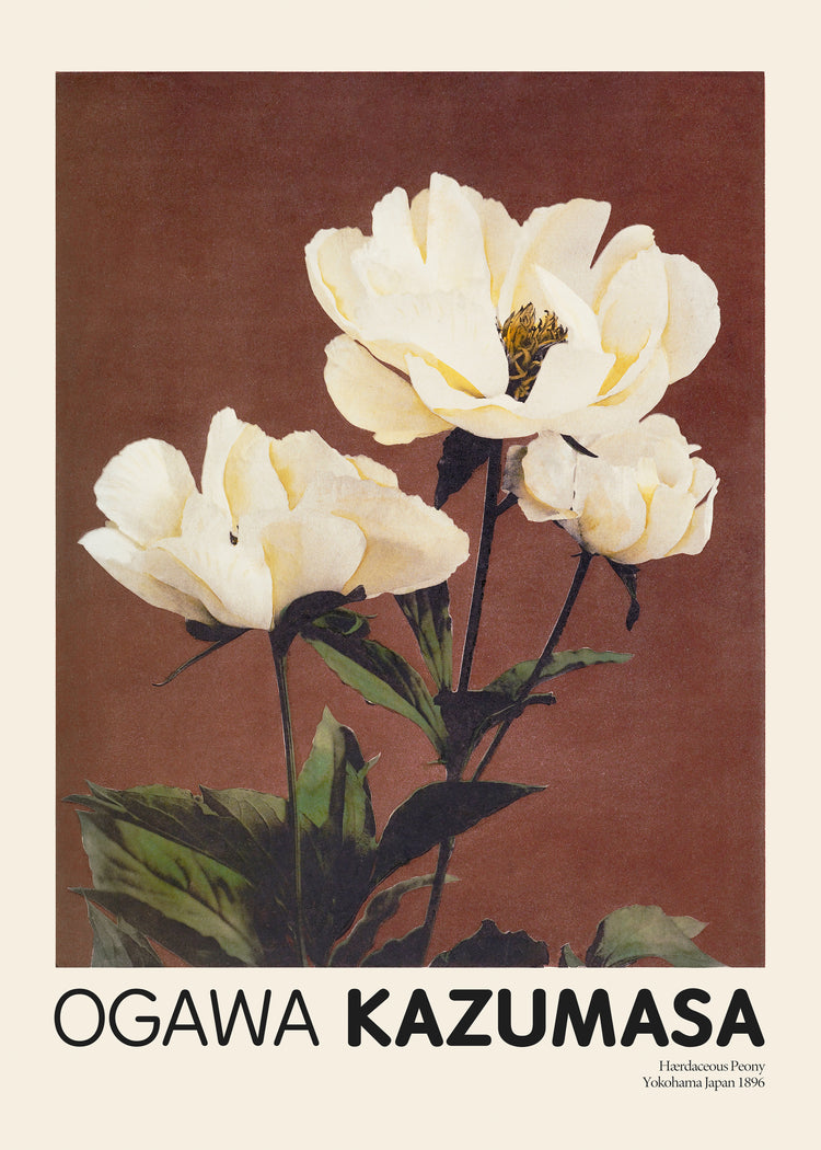 A brown background highlights white and pale yellow peonies with green leaves. Ogawa Kazumasa is inscribed below, capturing the essence of Japanese elegance, along with Herbaceous Peony Yokohama Japan 1896.