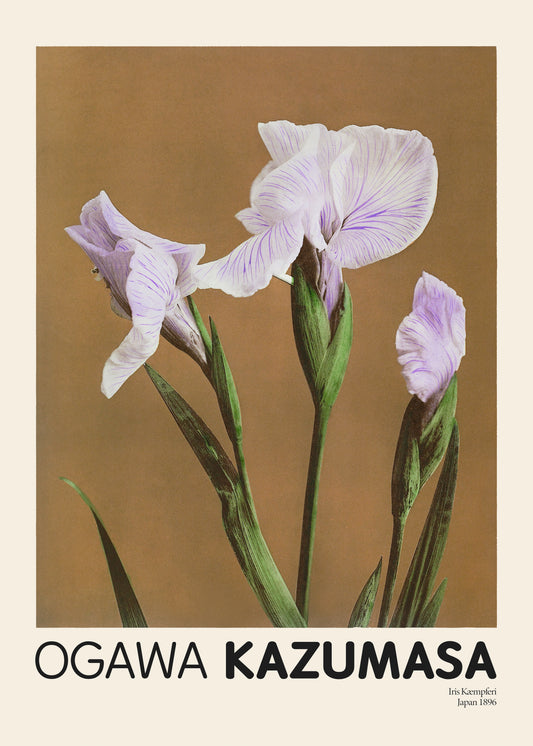 This Iris Kæmpferi by Ogawa Kazumasa Poster features a delicate illustration of purple and white iris flowers with long green stems on a light brown background. The bottom displays OGAWA KAZUMASA and smaller text Iris Kaempferi Japan 1896.