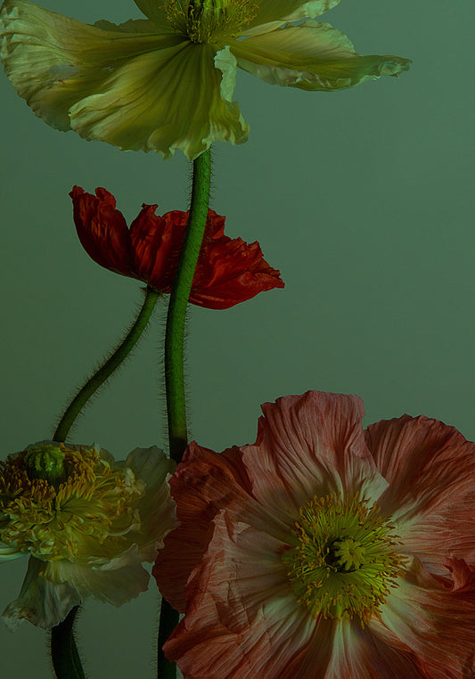 In The Dance I Poster, vibrant poppy flowers in red, pink, and pale yellow exude elegance with their textured petals and green stems against a muted green backdrop.