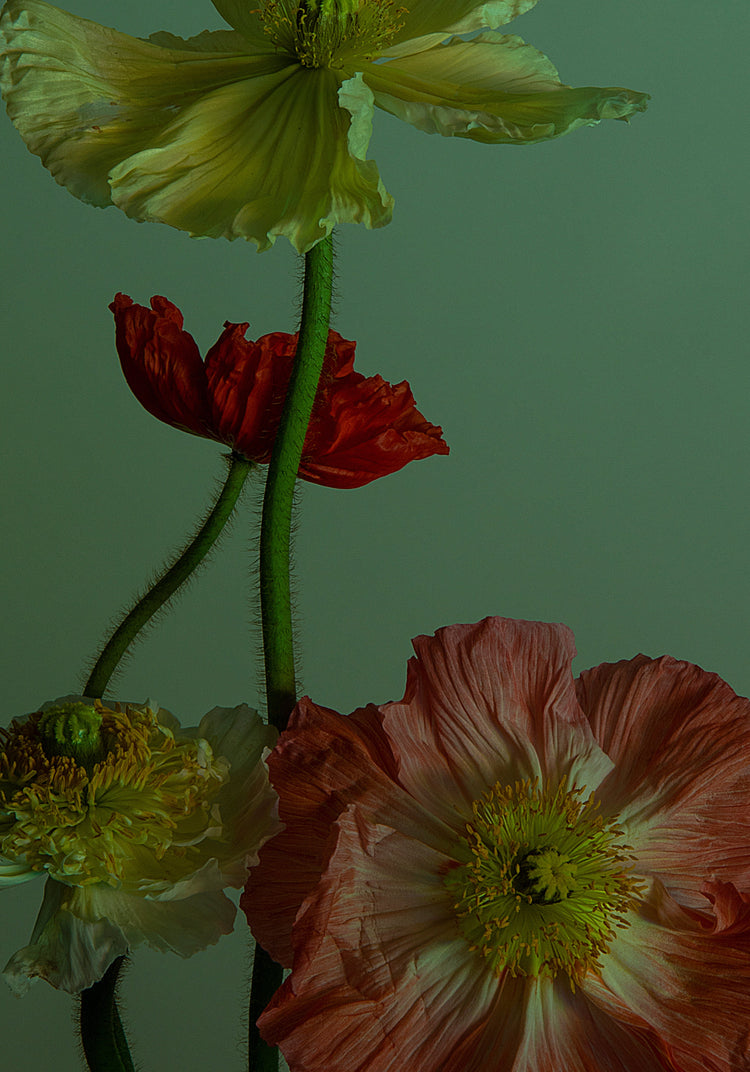 In The Dance I Poster, vibrant poppy flowers in red, pink, and pale yellow exude elegance with their textured petals and green stems against a muted green backdrop.