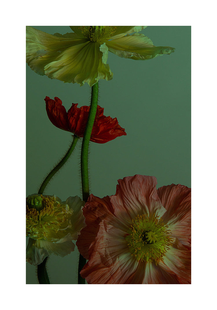 The Dance I Poster showcases a close-up of poppy flowers in red, pink, and yellow with textured petals and vibrant centers. This still life photograph highlights their natural elegance against a muted green background, emphasizing their vivid colors and floral allure.