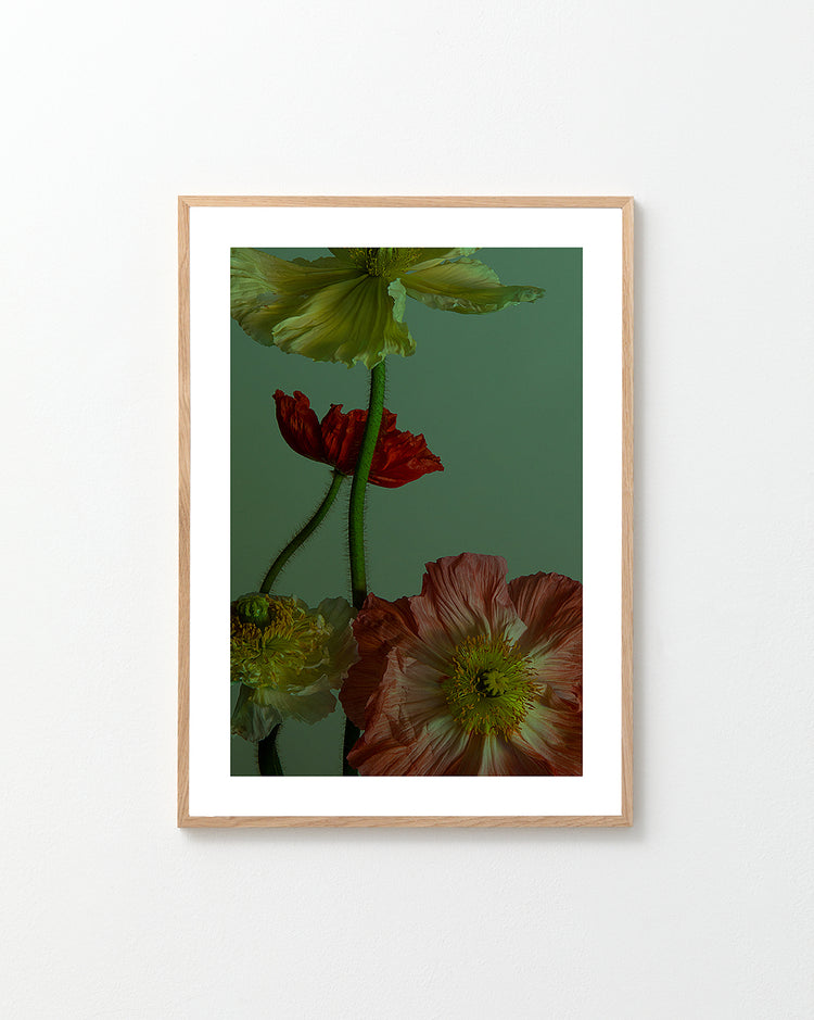 The Dance I Poster showcases natural elegance with four vibrant poppies in shades of yellow, red, and orange against a dark green background, depicting detailed petals and stems that capture floral allure.