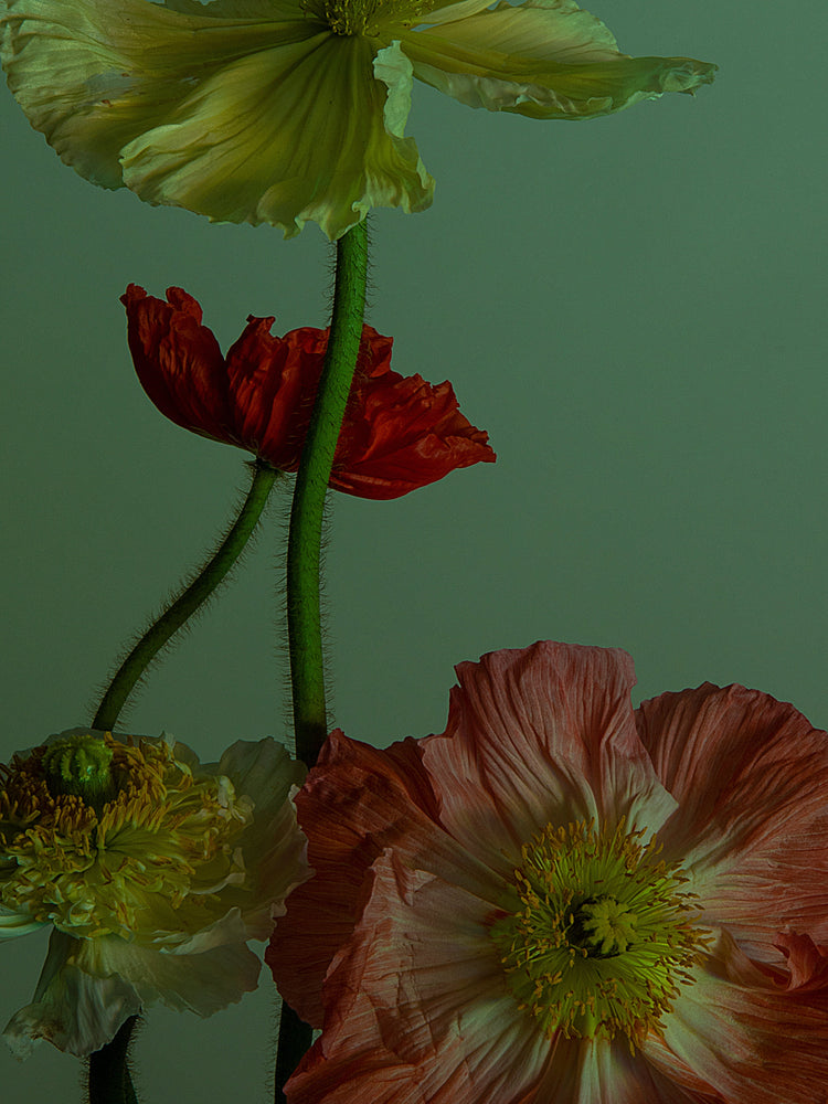 A vibrant array of orange, red, and light yellow poppy flowers elegantly stands against a green backdrop, showcasing delicate petals and long stems. This natural grace is captured in The Dance I Poster.