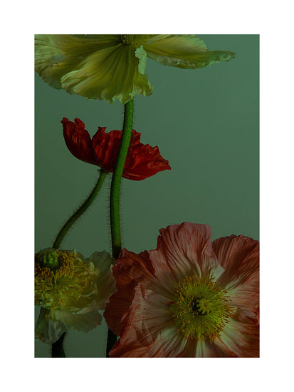 The Dance I Poster showcases a still life of vibrant poppies in shades of red, pink, yellow, and white, set against a dark green backdrop. Delicate ruffled petals and long hairy stems create a textured composition that captures the essence of floral allure.