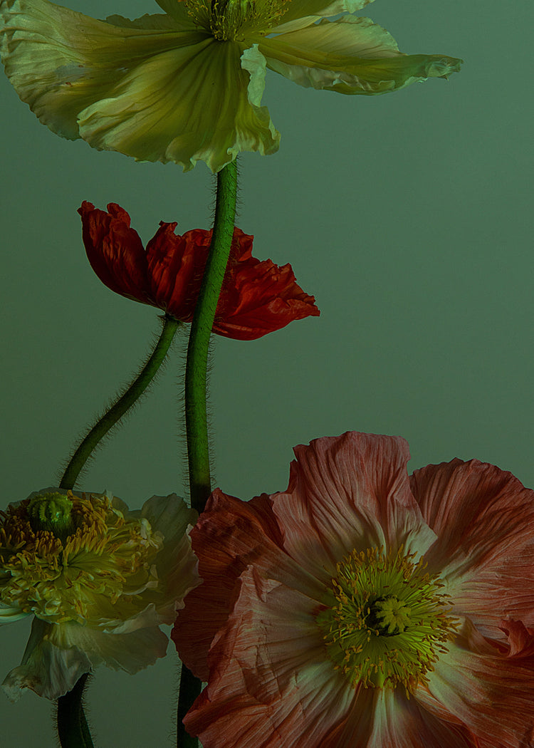 The Dance I Poster features a close-up of vibrant yellow, red, and pale pink poppies with green stems against a muted background, highlighting their natural elegance and the striking contrast of their delicate, textured petals.
