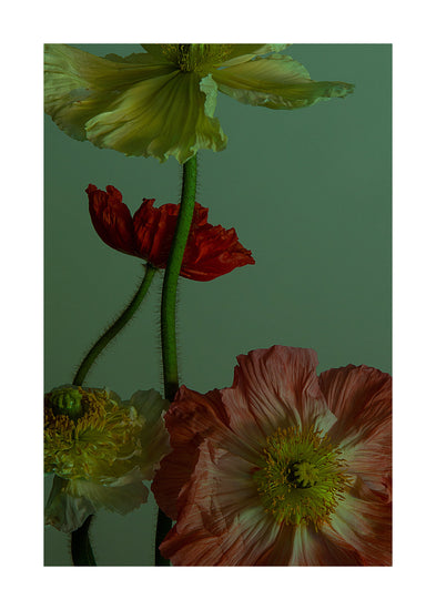 Artistic still life photograph titled The Dance I Poster features vibrant red, pink, and pale yellow poppies against a muted green backdrop. The large flowers with delicate petals and prominent centers create an elegant and dramatic visual allure.