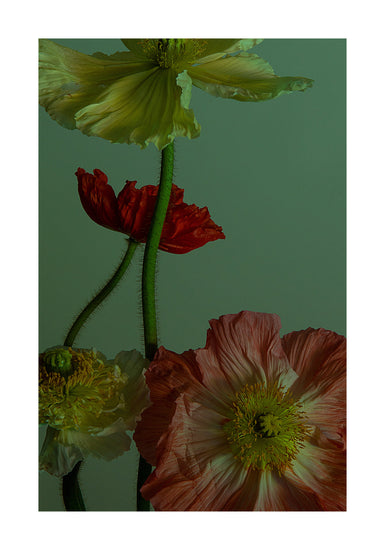 The Dance I Poster depicts a still life close-up of colorful poppies, exuding natural elegance against a muted green background. The delicate petals in shades of red, orange, yellow, and peach complement the vibrant central stamens and slender green stems perfectly.