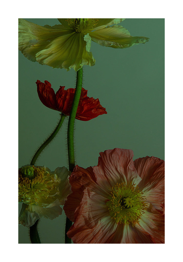 The Dance I Poster depicts a still life close-up of colorful poppies, exuding natural elegance against a muted green background. The delicate petals in shades of red, orange, yellow, and peach complement the vibrant central stamens and slender green stems perfectly.