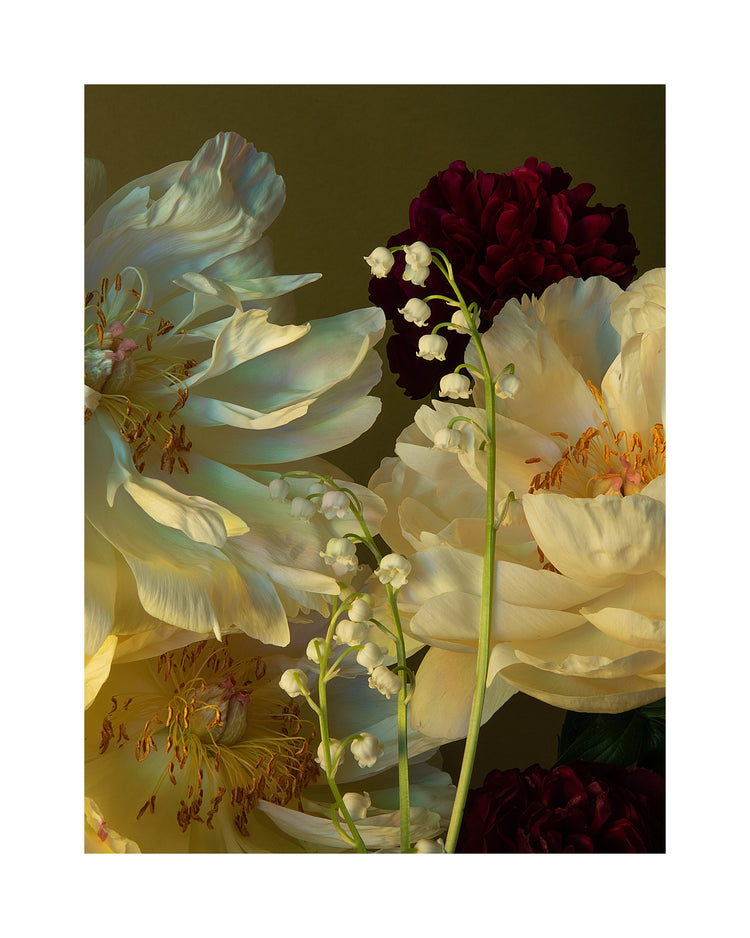 Close-up of Peony & Lily of the Valley Poster showing large pale yellow peonies, small white Lily of the Valley flowers, and deep burgundy blooms against a muted green background.
