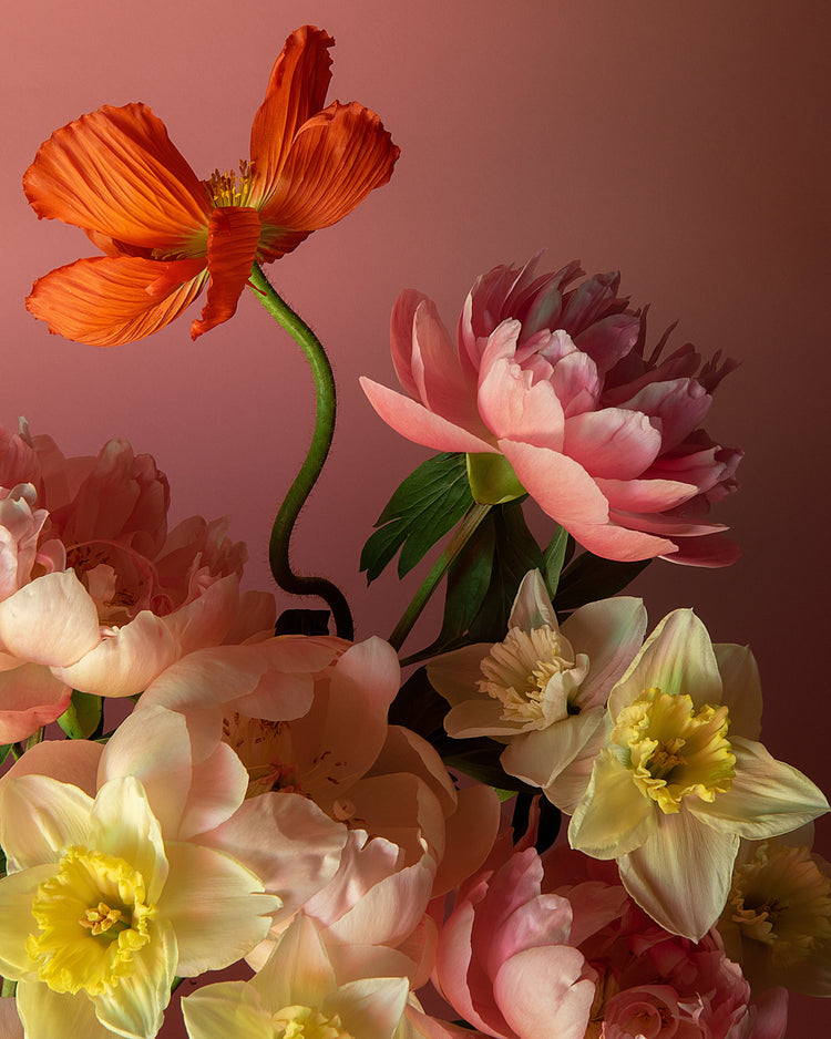 The Sprung Poster showcases a vibrant still life with a stunning floral arrangement of a bright orange poppy, pink peonies, and pale yellow daffodils set against a warm, pink-toned background.