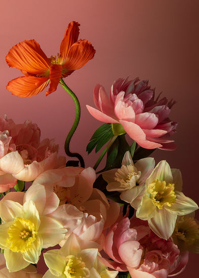 The Sprung Poster features a vibrant still life photograph of a floral arrangement with an orange poppy, pink peonies, and yellow-centered daffodils against a pink gradient backdrop, creating a lively and colorful display.