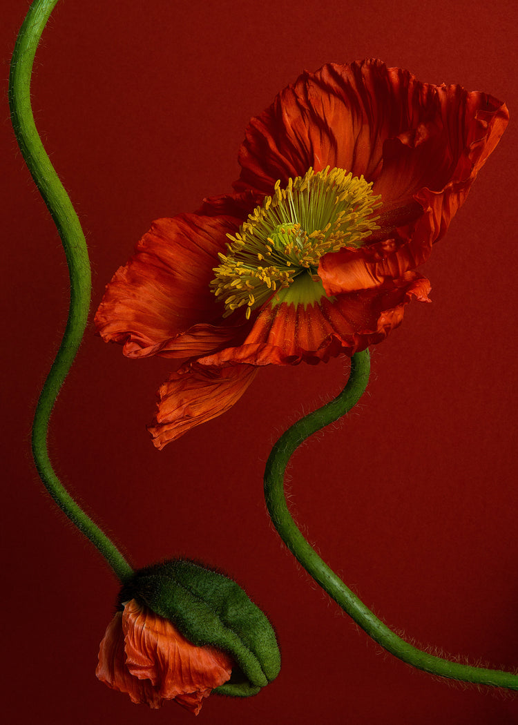The Poppy on Red Poster showcases a vibrant red poppy with delicate petals and a bright yellow center against a deep red background. It elegantly captures natures beauty with a second green-cased poppy bud and curved green stems linking both flowers.