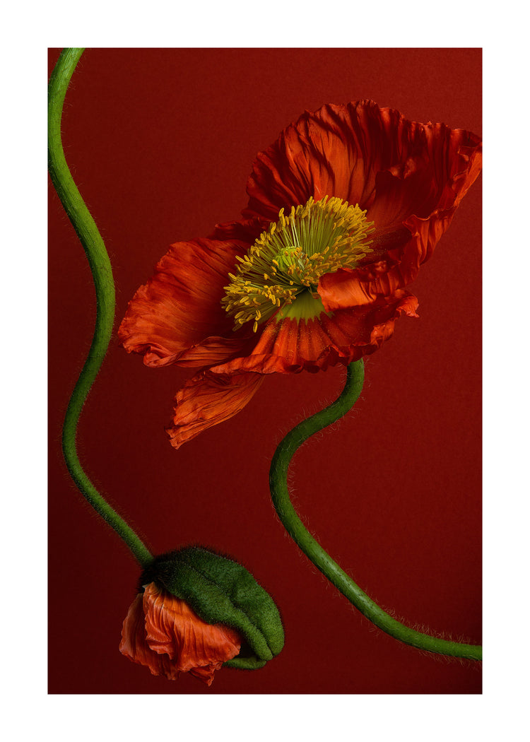 The Poppy on Red poster features two vibrant orange poppies with ruffled petals and yellow centers, set against a deep red background. One bloom is fully open while the other is partially closed, creating a stunning contrast that enhances the flowers natural beauty.