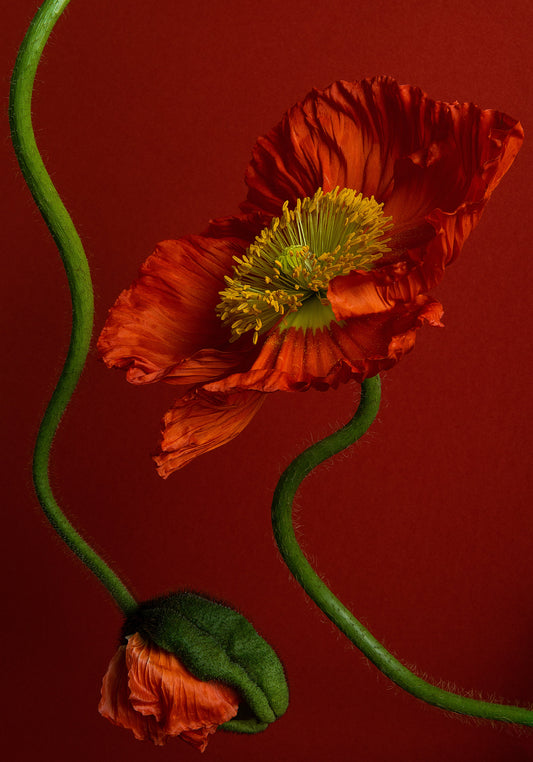 The Poppy on Red Poster features a vibrant orange poppy with ruffled petals against a deep red background. Its elegant green stem arches gracefully, complemented by a nearby closed bud, bringing contrast and texture to natures beauty.