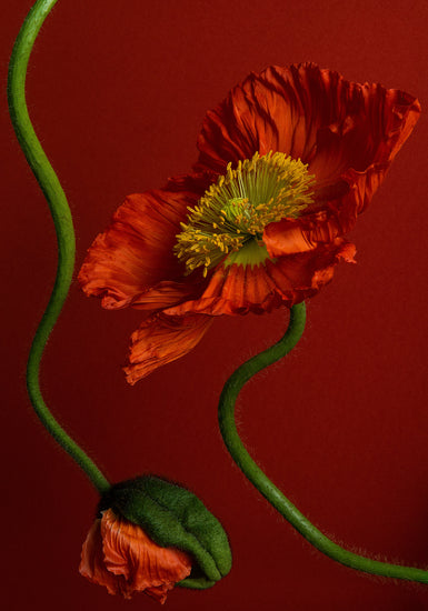 The Poppy on Red Poster features a vivid red poppy with a yellow center on a matching background, accented by a closed bud and twisted green stems, capturing the essence and elegance of natures beauty.