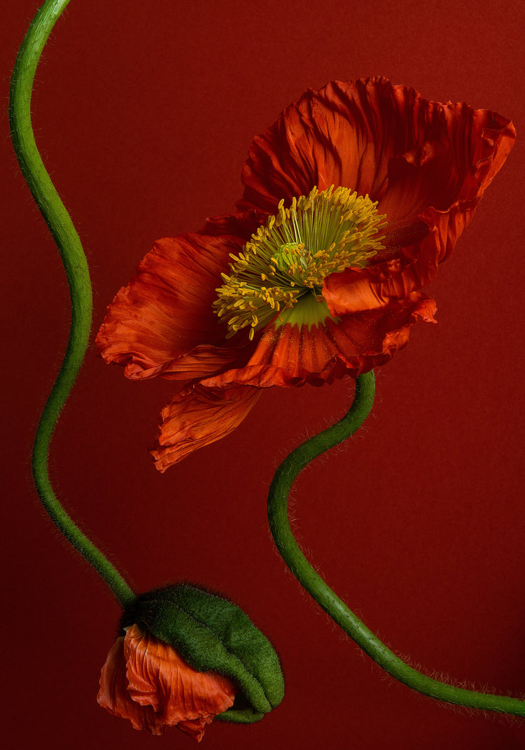 The Poppy on Red Poster features a vivid red poppy with a yellow center on a matching background, accented by a closed bud and twisted green stems, capturing the essence and elegance of natures beauty.