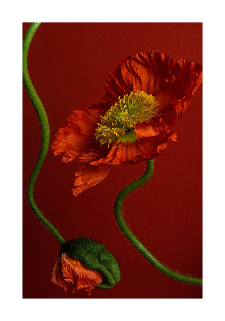 The Poppy on Red Poster showcases a vibrant red poppy with ruffled petals and a bright yellow center against a deep red background. Its curved green stem and partially closed bud create an elegant, dynamic composition capturing natures beauty.