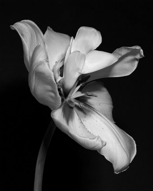 Tulip Bw Poster