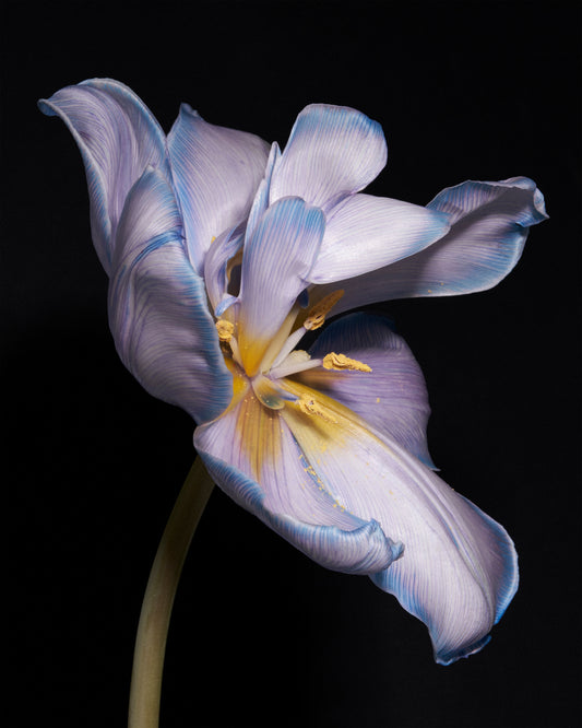 Tulip Colour Poster