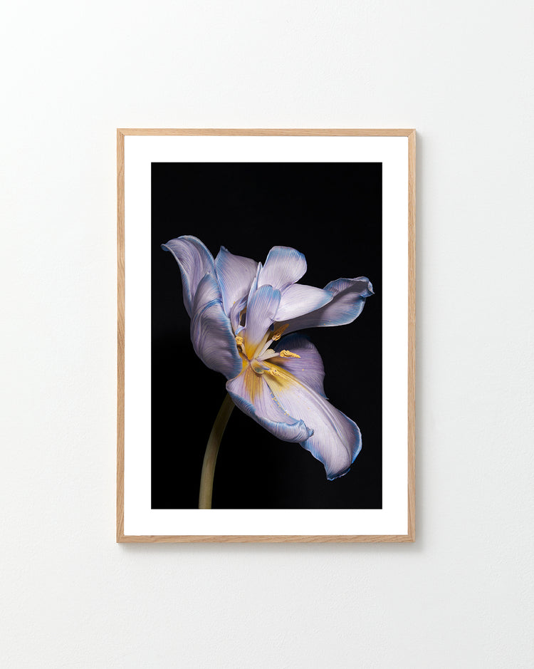 Tulip Colour Poster