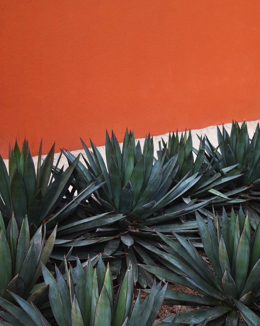 In Pershing Square, agave plants with sharp leaves create a striking display against the orange stucco wall, reminiscent of the vibrant backdrop in a vintage Pershing Square Red Poster featuring dense, rich green foliage and classic Los Angeles scenery.