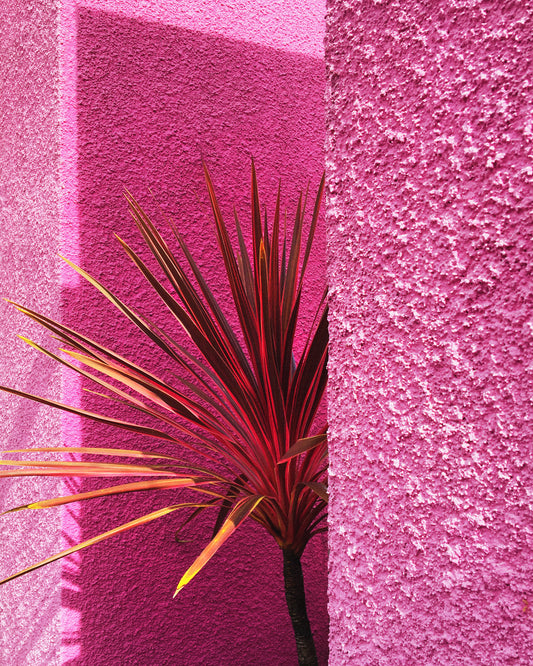 Pink Wall in Santa Monica Poster