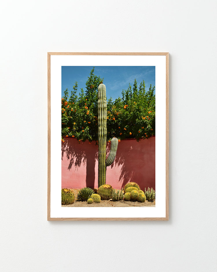 Palm Springs Cacti Garden Poster