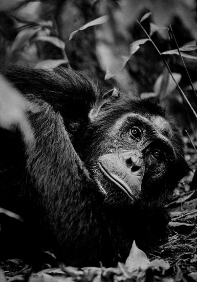Chimpanzee hanging from a branch in the jungle.