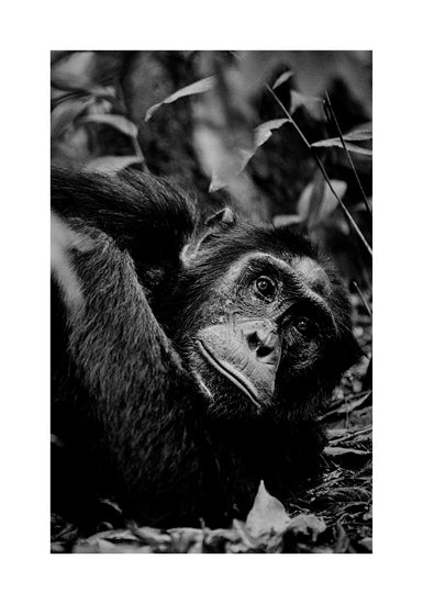 Chimpanzee hanging from a branch in the jungle.