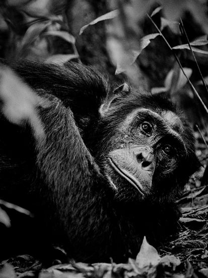 Chimpanzee hanging from a branch in the jungle.