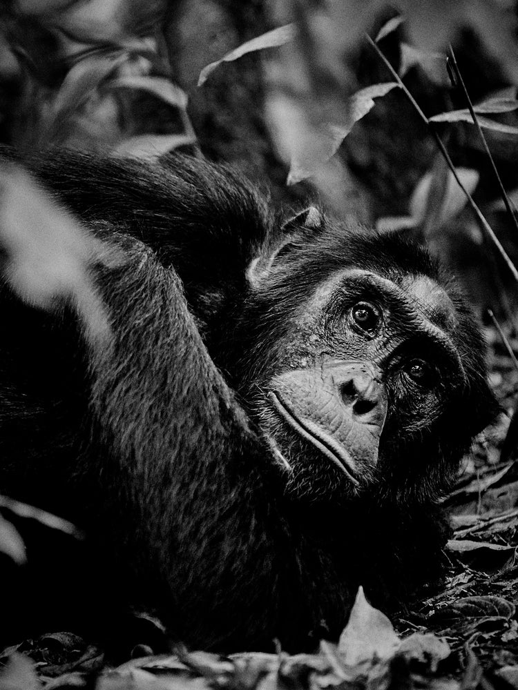 Chimpanzee hanging from a branch in the jungle.
