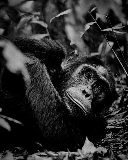 Chimpanzee hanging from a branch in the jungle.