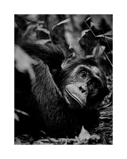 Chimpanzee hanging from a branch in the jungle.