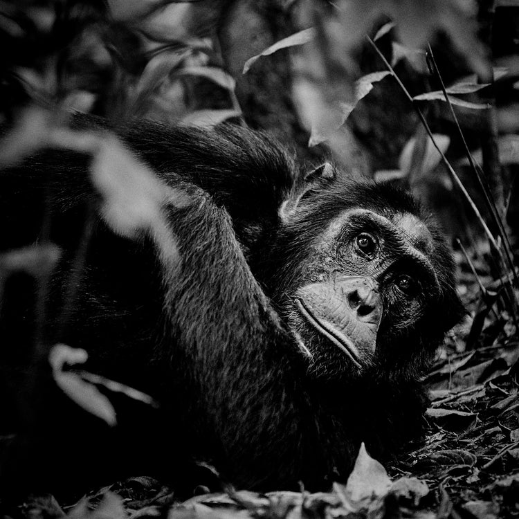 Chimpanzee hanging from a branch in the jungle.