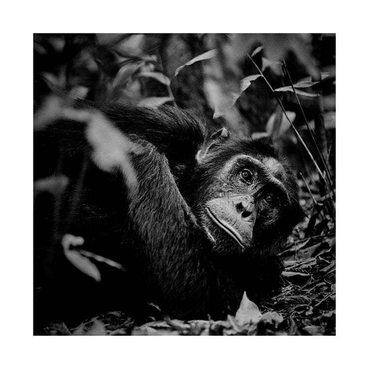 Chimpanzee hanging from a branch in the jungle.