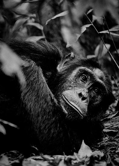 Chimpanzee hanging from a branch in the jungle.